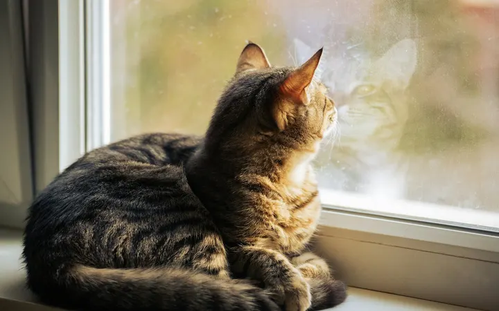 Tabby cat sitting on a windowsill