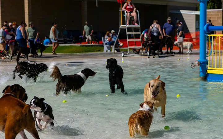 Group of dogs playing together at a dog park