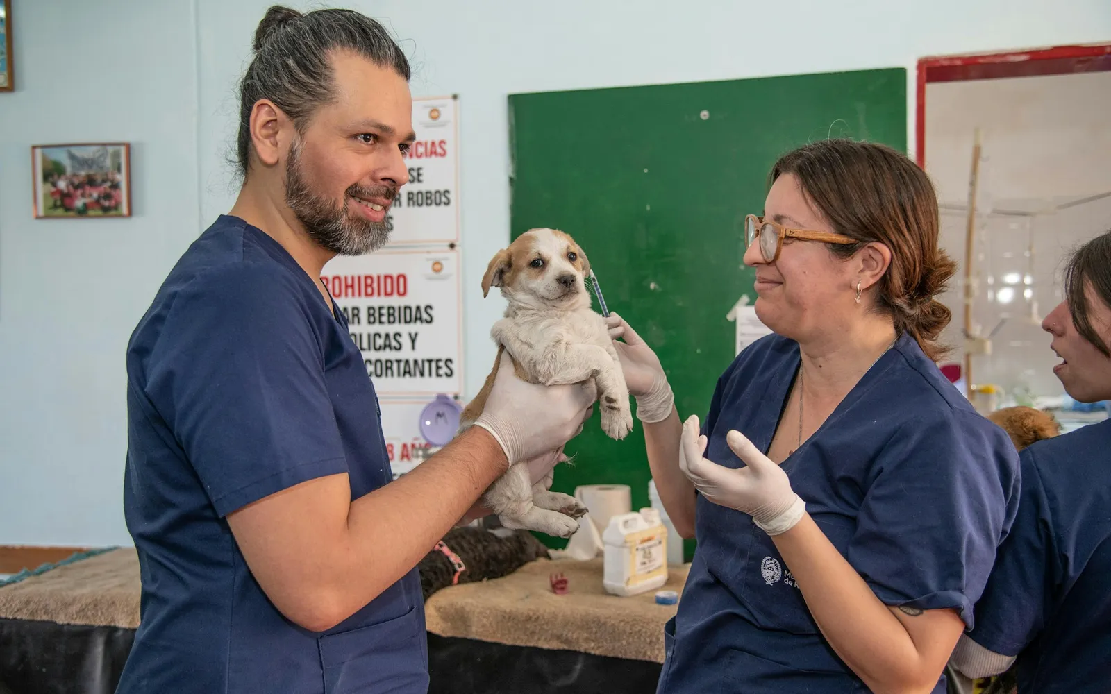 Veterinarians examining a small dog