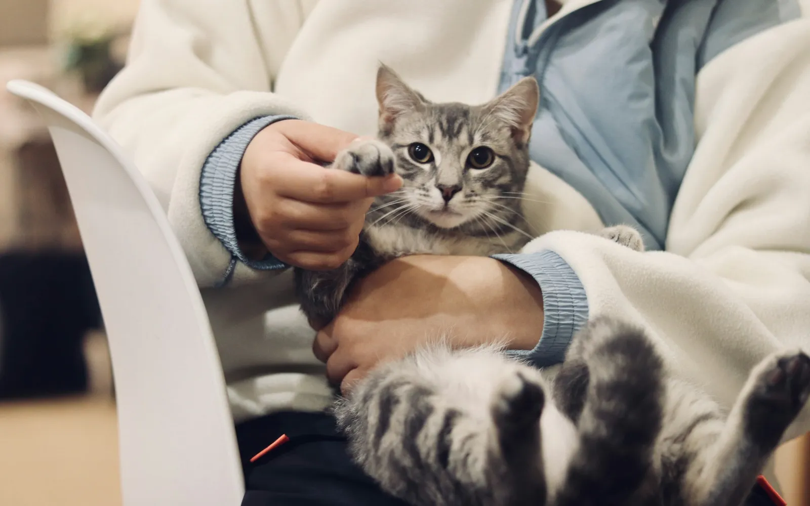 Person holding a tabby cat at the vet